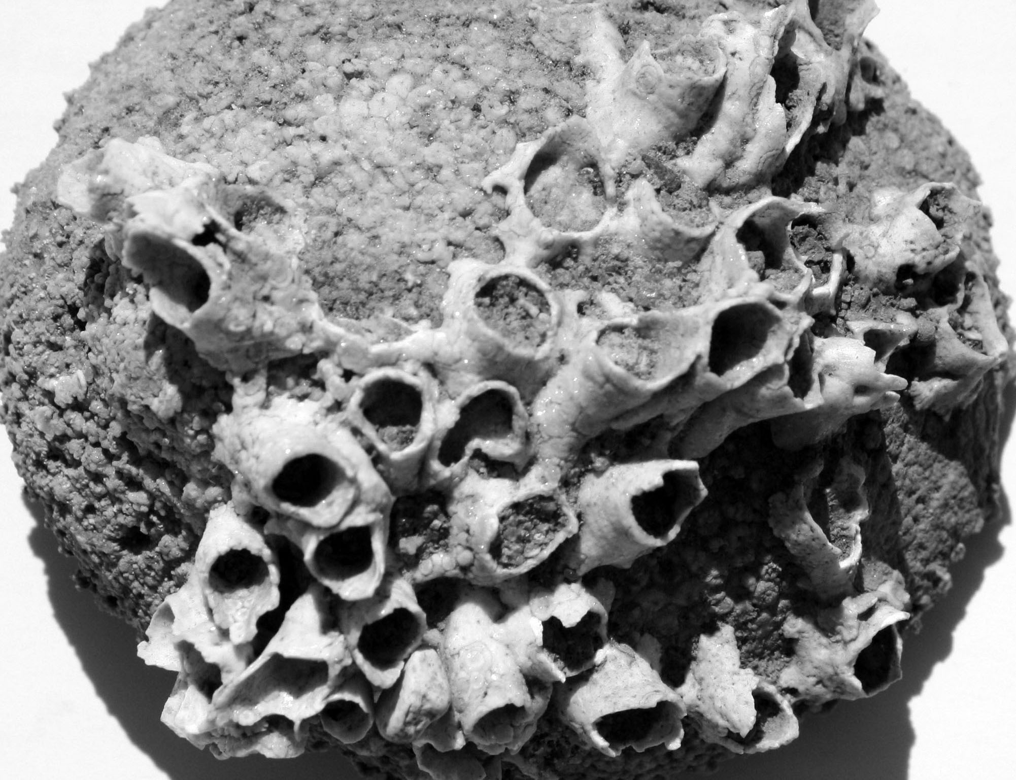 Small vine-like shapes, buds, barnacle-like shapes and tiny branching tubes adhering on other fossils